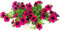 POWERS TO FLOWERS - SURFINIA CLASSICA RICADENTE, VIOLA, 2 PIANTE VASO 14, piante vere