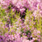 semillas de brezo, de plantas de brezo de invierno de plantas plantas de jardín para exterior de flores plantas verdes Serie de plantas raras de 125pcs