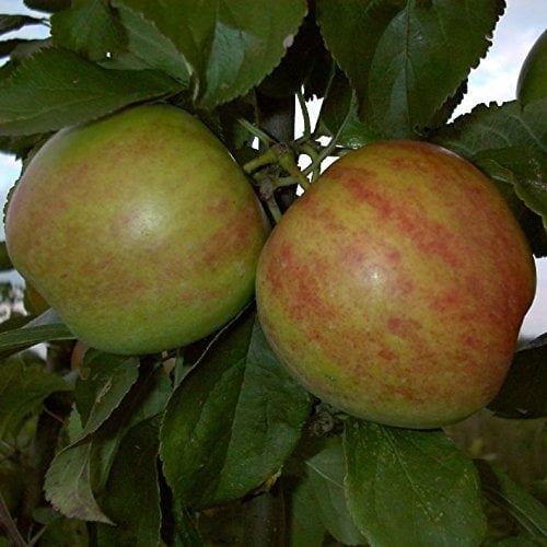 Apfelbaum, Gravensteiner , Malus domestica, Obstbaum winterhart, alte Sorte gelb, im Topf, 130 - 150