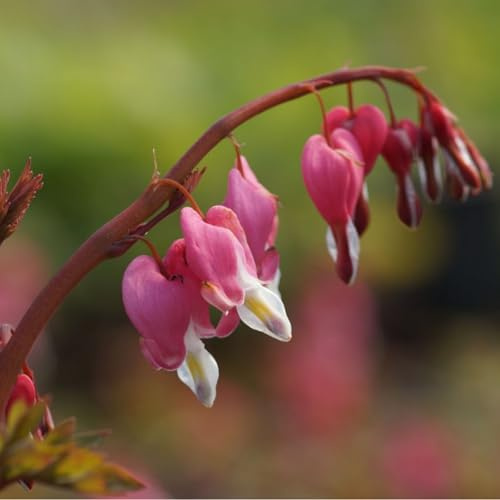 Blumixx Stauden Dicentra spectabilis – Tränendes Herz, rosarot blühende Staude, winterhart, im 1,0 Liter Topf, ideal für halbschattige Beete und Rabatten
