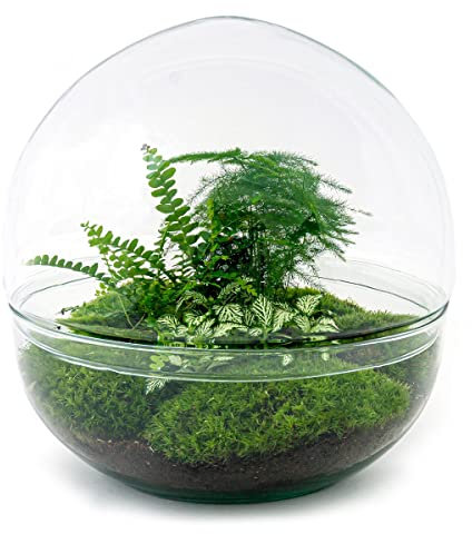 Terrario per piante - Dome XL - Pianta ecosistema - ↑ 30 cm