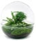 Terrario per piante - Dome XL - Pianta ecosistema - ↑ 30 cm