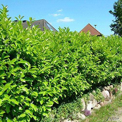 Kirschlorbeer Caucasica - Hecken Pflanze 80-100 cm immergrün & winterhart als Sichtschutz – Pilzfreie mehrjährige Lorbeerkirsche Prunus Laurocerasus von Garten Schlüter