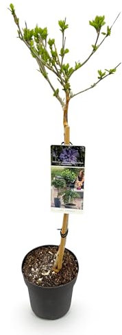 GreenboutiQ Hibiscus syriacus Blue Chiffon® Plante de jardin, plante mère pour terrasse, feuillage, facile d'entretien, pot de 19 cm, hauteur 90 cm