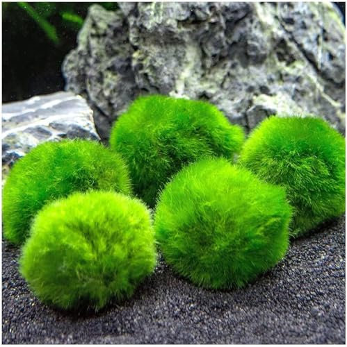 Marimo (2-3 cm) - Algenball Cladophora Aegagropila Moos mit Zertifizierung, natürliche Dekoration für Aquarien, Terrarien und Gastgeschenke - versiegelter Versand 100% Feuchtigkeit (5 Stück)