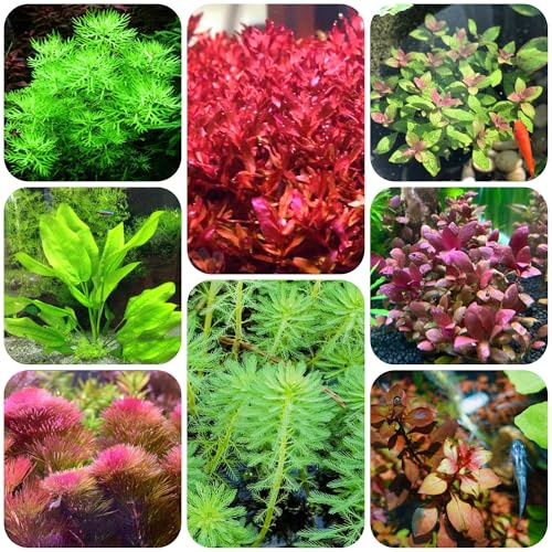 500 pz semi dell'acquario delle acquatiche, del giardino serre da balcone esterno resistenti