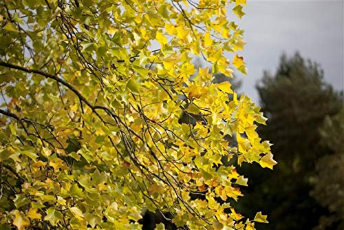 Amerikanischer Tulpenbaum Liriodendron tulipifera im Topf gewachsen ca. 100-125cm
