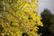 Amerikanischer Tulpenbaum Liriodendron tulipifera im Topf gewachsen ca. 100-125cm