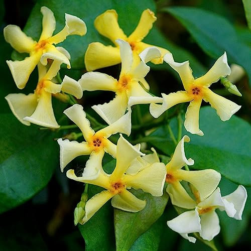 YouGarden Trachelospermum Jasmine 'Star of Toscane', Established Plant in 9cm Pot, Ready to Plant, Garden Ready for Summer Flowers