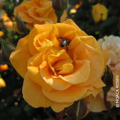 Beetrose 'Westzeit®' orange-apricot, Topf 5 Liter, 4 Pflanzen