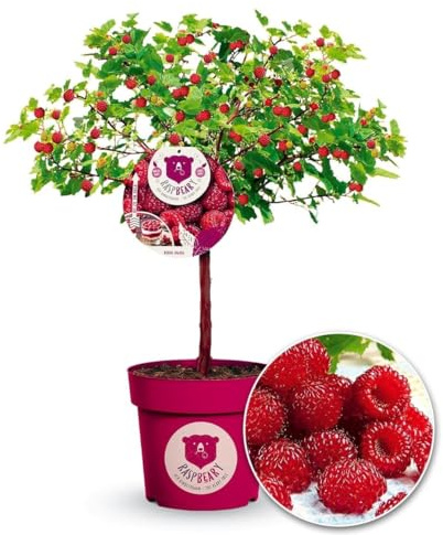 BALDUR Garten 2x Himbeer-Baum Raspbeary®, Pflanzen je im 4,6 Liter-Topf | Pflanze im 9x9 cm-Topf, winterhart, mehrjährig, pflegeleicht, Rubus idaeus, Himbeere, essbare Früchte, Obst-Rarität