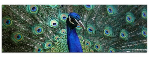 150x50cm PANORAMA BILD XXL TOP Bilder neu (Farbenpracht Pfau) NEU Wandbild xxl günstig & modern ART PRINT Wandbilder Bilder EXKLUSIVES Fotowandbild auf Leinwand und Keilrahmen Bild Leinwandbild Fotodruck modern Zeitlos Stilvoll wie ein Gemälde Ausführung schöner Kunstdruck auf echter Leinwand als Wandbild mit Rahmen. Preiswerter als Ölbild Gemälde Foto Poster Plakat mit Bilderrahmen.