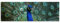 150x50cm PANORAMA BILD XXL TOP Bilder neu (Farbenpracht Pfau) NEU Wandbild xxl günstig & modern ART PRINT Wandbilder Bilder EXKLUSIVES Fotowandbild auf Leinwand und Keilrahmen Bild Leinwandbild Fotodruck modern Zeitlos Stilvoll wie ein Gemälde Ausführung schöner Kunstdruck auf echter Leinwand als Wandbild mit Rahmen. Preiswerter als Ölbild Gemälde Foto Poster Plakat mit Bilderrahmen.