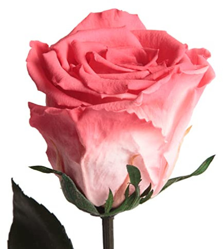 ROSEMARIE SCHULZ Heidelberg Ewige Rose Korall-Rot - echte Rose mit Stiel konserviert 30-35cm lang haltbar 3 Jahre (Korall)