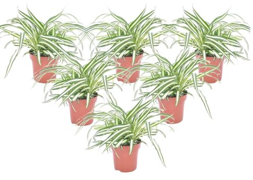 Plant in a Box - Chlorophytum comosum 'Atlantic' - Graslilie - 6er Set - Grüne Zimmerpflanze - Topf 12cm - Höhe 25-40cm