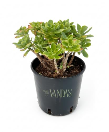 Vandas Sedum Palmeri – Pianta Grassa Ornamentale Ricadente | Vaso Diametro 14,5 cm - Altezza 28 cm | Foglie Blu-Verdi e Fiori Gialli | Facile Cura | Made in Italy