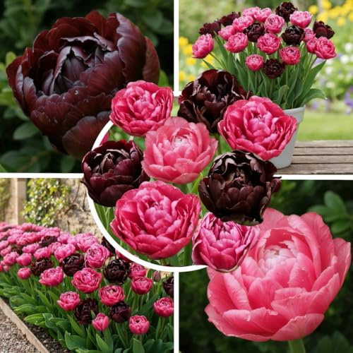 Tulpenzwiebeln Winterhart Mehrjährig 20 Stück - Violett-Schwarz Gefüllt | Sorte Purple Black, violett-schwarze Blüten im April, Blumenzwiebeln aus Holland für Garten und Kübel, Pflanzzeit Herbst