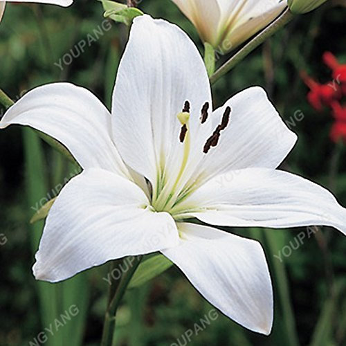 Grün: 100 Stück Lily Samen Günstige Parfüm Lilien-Samen-Mischung verschiedener Sorten Blumensamen In Bonsai Für Hausgarten geben grünen