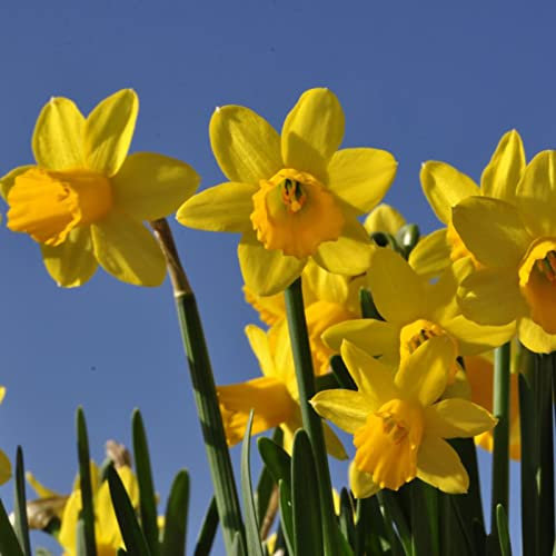 Haloppe 25 Stücke Blumen Pflanzen Samen für Hausgarten Pflanzen, Blumensamen Gelbe Narzisse Blumenzwiebeln Blumensamen für Hof Saatgut