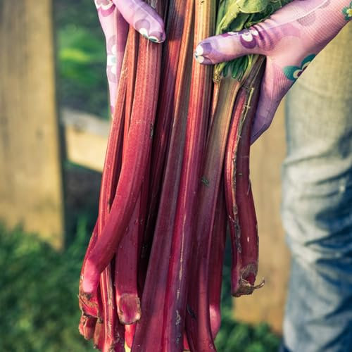 150 pcs rhabarber samen bio saatgut rhabarber pflanze rhabarber gemüsesamen alte sorten pflanzen garten stauden hochstamm winterhart winterharte stauden pflanzen garten samen gemüsesamen