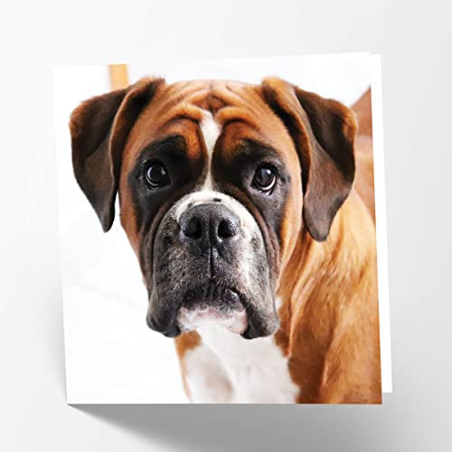 Maturi Blanko Grußkarte Boxer Hund