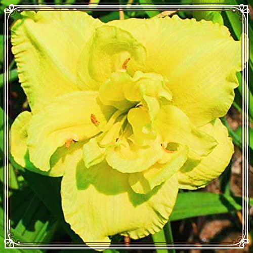 Taglilienzwiebeln Pflanzen Extrem kältetolerant leuchtende Farben Taglilie winterhart mehrjährig