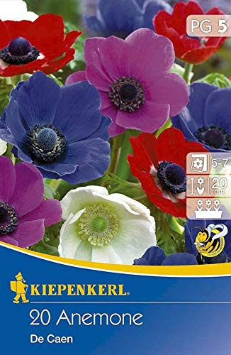 Anemonen coronaria De Caen