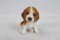 Hi-Line Gift Ltd. Pet Pals Statue sitzender Beagle-Welpe