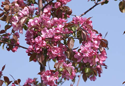 Zierapfel 'Royalty' Malus im Topf gewachsen ca. 60-100cm