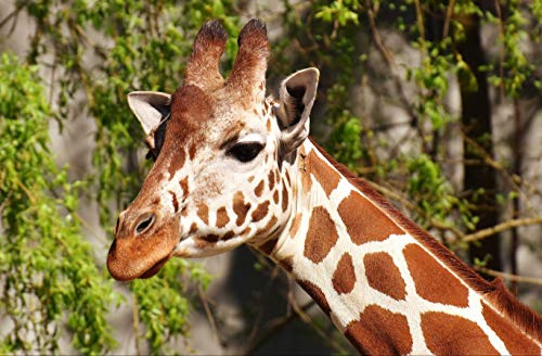 hansepuzzle 84523 - Giraffe Puzzle 500 Teile - Natur Motiv mit hochwertiger Aufbewahrung: Kartonbox und wiederverschließbarem Beutel - Format 46 × 30 cm