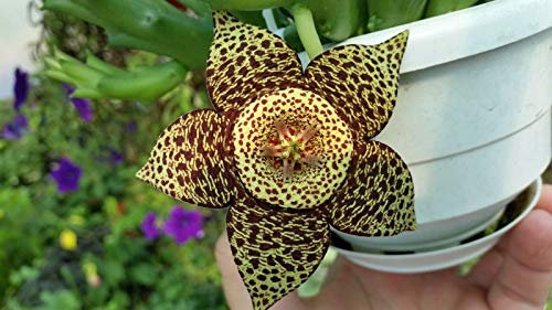 Portal Cool Starfish Stapelia Variegata Fragment Unbewurlte