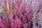 Calluna vulgaris 200 Samenm Besenheide/Heidekraut MIschung - Staude