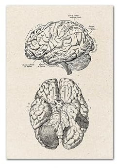 Human Anatomy Medical Wall Art Print Printing Muscle Skeleton Vintage Poster Nordic Canvas Print Education Painting Modern Decor(Picture 15,30x40cm No Frame)