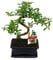 Exotenherz - Bonsai - Serissa - Junischnee - Baum der 1000 Sterne - ca. 8 Jahre