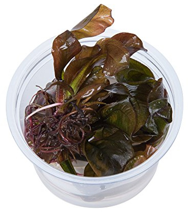 Tropica 1-2-GROW! Echinodorus 'Reni' - In-Vitro Aquariumpflanze