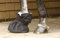 BUSSE Hufverbandschutz, Grösse L: Höhe 27 cm, Ø 23 cm, schwarz
