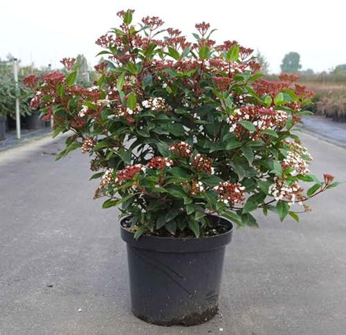 Viburno tino Viburnum tinus lentaggine pianta da siepe in vaso ø20 cm h. 60/80 cm Vivaio di Castelletto