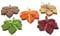 FRANK FLECHTWAREN Herbstlaub Ahorn, 20er Set, Filz Maße: Ø 13 cm