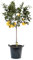 Beija-flores - Citronnier 4 saison Large H-70/110 cm