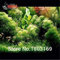 Jaune clair : 200 graines d'aquarium / paquet de plantes de poissons réservoir de poissons décoration d'aquarium graines d'herbe graines : seulement des graines