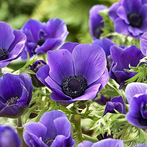 Garten-Anemone 'Mr. Fokker' - 15 Stück