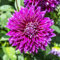 Dahlien Knollen Winterhart Klein - Seltene Pflanzen Zwiebeln Serie - Dahlia Dahlie Hydrokultur Zimmerpflanzen Plants Pflanztopf Balkonpflanzen Blumenzwiebeln Bienenwiese Garten Geschenk 1Stück