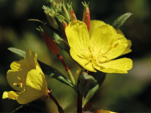 1000 deutsche Samen Nachtkerze (lat. Oenothera biennis), bekannt als Abendblume, Saatgut für Balkon, Kübel, Garten oder Freiland, mehrjährige Heilpflanze Nachtkerzen