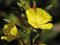 1000 deutsche Samen Nachtkerze (lat. Oenothera biennis), bekannt als Abendblume, Saatgut für Balkon, Kübel, Garten oder Freiland, mehrjährige Heilpflanze Nachtkerzen