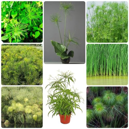 300 pcs papyrus pflanze samen - saat winterharte balkonpflanzen Cyperus papyrus, ausgefallene geschenke pflanzensamen zimmerpflanzen pflanzenkübel balkon hochbeet winterharte kübelpflanzen