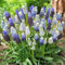 Bulbos de jacinto, ornamentales, con flores, para jardinería, fáciles de cultivar, fáciles de cultivar en otoño o primavera-10bulbos-A