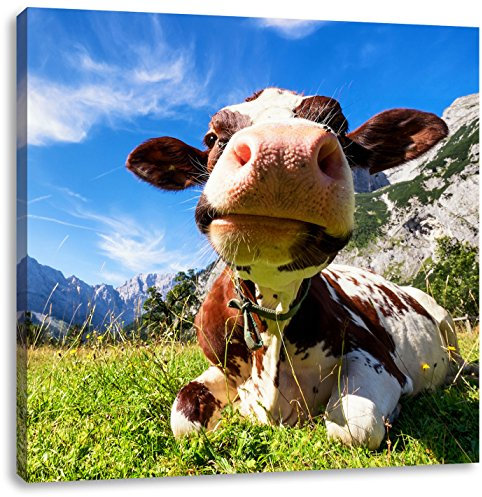 Pixxprint Kuh im Karwendelgebirge, Größe: 60x60, Leinwandbild Quadratisch, Wandbild, Kunstdruck, fertig bespannt
