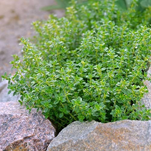 50-100 Samen Zitronen- und Thymian-Samen, Blumenkräuter, beeindruckend schnell wachsend.: Only seeds