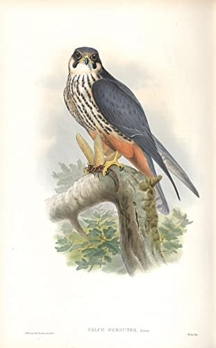 DOeraa Hochwertiges Leinwanddruck Leinwand Wandbild Kunstdruck Berühmt Tierische Vogelillustration von Falco Subbuteo von John Gould für Flurdekoration 60x90cm