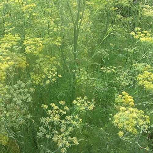 Wilitto Fenchelsamen, 100 Stück, Gemüsesamen, einfache Keimung, Pflanzen-Fenchelsamen für Gartensamen zum Pflanzen Grün